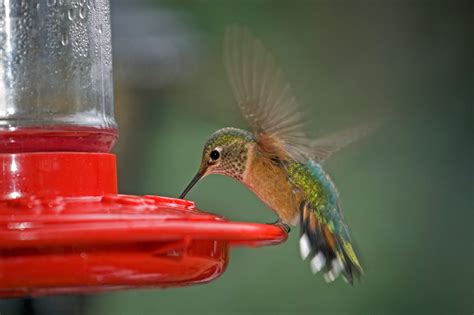 WATCH: What You Should Know About The Fall Migration Of Hummingbirds | Hummingbird food ...