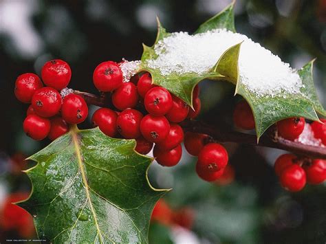 Not Just for Christmas - Mistletoe Can Fight Liver Disease! ~ HellasFrappe