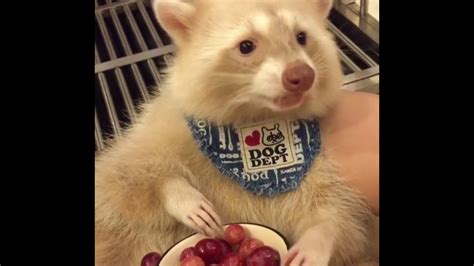 Albino Raccoon Eats Grapes - YouTube | Animales chistosos, Arte de mapache, Animales