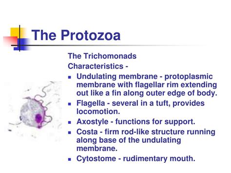 Protozoa Meaning