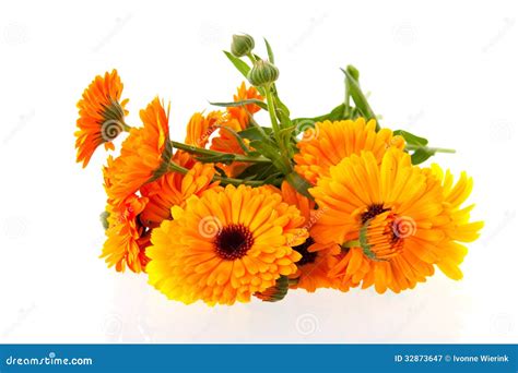 Orange Marigolds Royalty Free Stock Photography - Image: 32873647