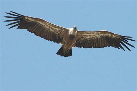 Vale gier gezien in Nederland | Natuurmonumenten