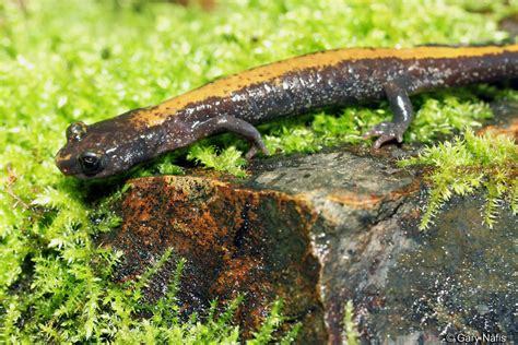 Coeur d'Alene Salamander - Plethodon idahoensis