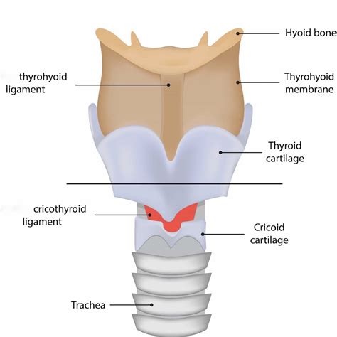 Cricothyroid Membrane Anatomy