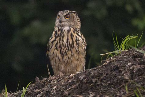 Eurasian Eagle-Owl - Urban Hawks