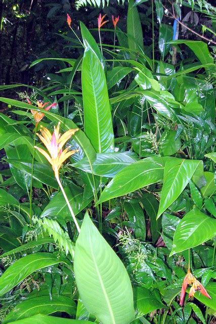 Rain forest flowers | El Yunque National Forest | By: runneralan2004 | Flickr - Photo Sharing!