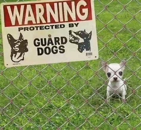 23 "Vicious" Guard Dogs Who Don't Need Their "Beware Of Dog" Signs ...