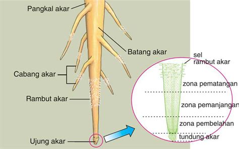 Mengenal Tumbuhan: Anatomi Dan Morfologi Tumbuhan