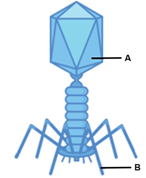 Gambarkan Struktur Tubuh Bakteriofag Lengkap Dengan Keterangan Bagian ...