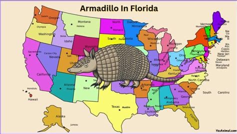 Armadillo In Florida: Everything You Need To Know