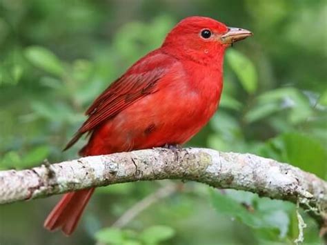 35 stunning images of a red-pink male Summer Tanager who is the only fully red bird in North ...