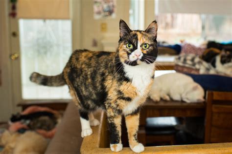 Calico Cats Personality - PetSchoolClassroom