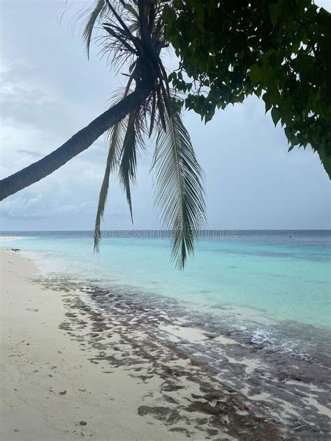 Maldives, Ocean, Sea, Beach, Palm Trees Stock Image - Image of horizon, tropics: 261487031