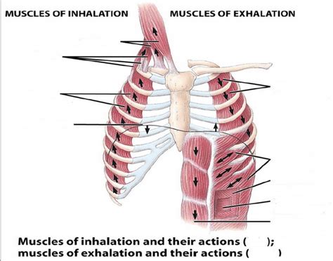 Muscles of inhalation/exhalation Quiz