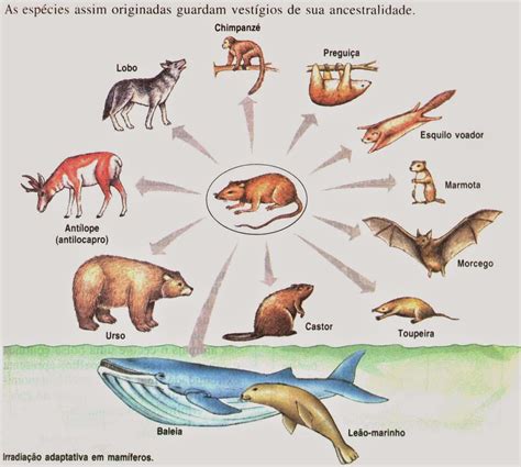 aulabiogeotoni: 4º ESO. TEMA 9. EVOLUCIÓN BIOLÓGICA