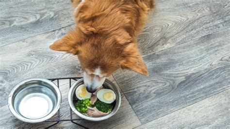 Can Dogs Eat Eggs: Cooked, Raw or Scrambled?