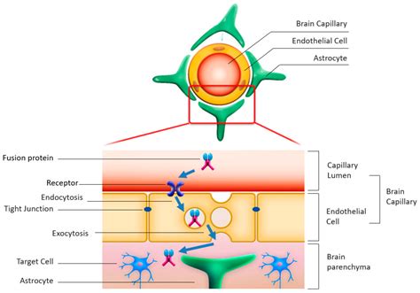 IJMS | Free Full-Text | Novel Enzyme Replacement Therapies for Neuropathic Mucopolysaccharidoses