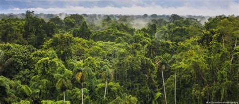 La Justicia bloquea la construcción de una carretera en la Amazonía entre Brasil y Perú