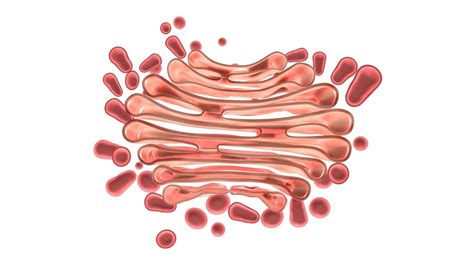 3d golgi apparatus model