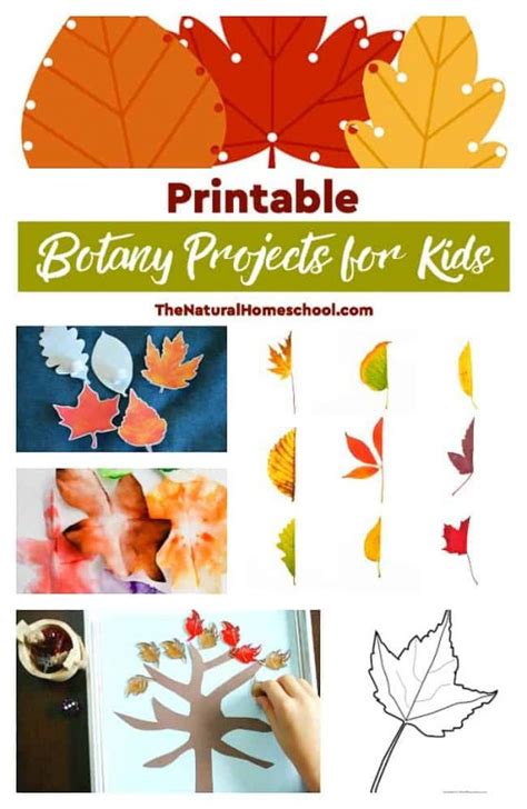 Printable Botany Projects for Kids and Learning Leaf Activities - The ...