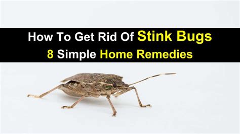 How to Get Rid of Stink Bugs - 8 Simple Home Remedies