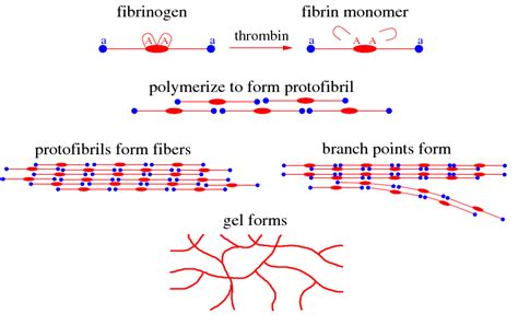 U of U Mathematical Biology Gels Group