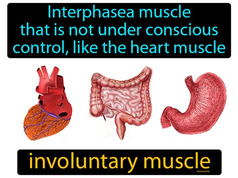 Involuntary Muscle Definition & Image | GameSmartz