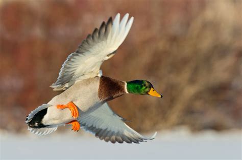 Mallard, Duck pictures, Beautiful birds