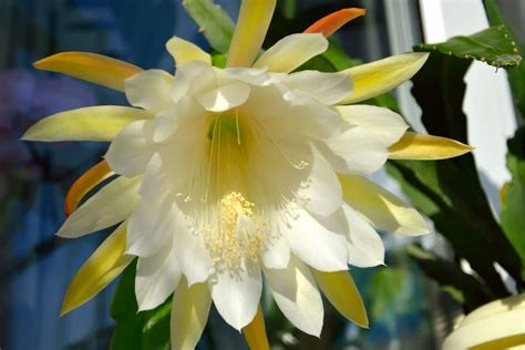 Epiphyllum (Orchid Cactus): Types, How to Grow and Care | Florgeous