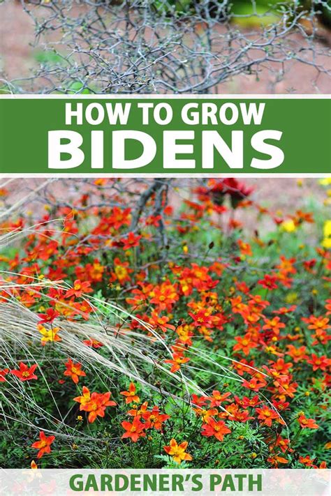 Biden Flower Seeds - Home Alqu