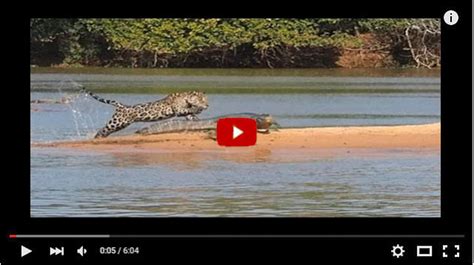 Jaguar vs. Crocodile: Who Wins? Let's Go to the Videotape - Best zoo in the world