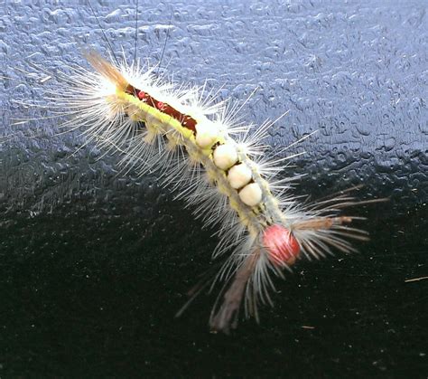 White Marked Tussock Moth Caterpillar - Gallery Blitz