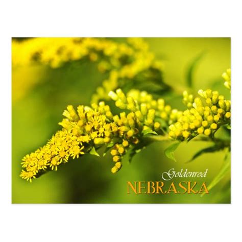 Nebraska State Flower: Goldenrod Postcard | Zazzle