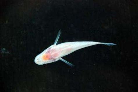 Scientists find eyeless cave fish in Indonesia