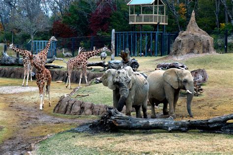 Dallas Zoo first Zoo in North America to Mix Elephants with Hoofed Animals | The Epicurean Explorer