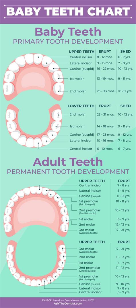 Baby Teeth: Eruption Charts, When They Fall Out, and Proper Care | Baby teeth, Tooth chart, Baby ...