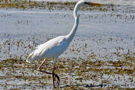 Great White Heron