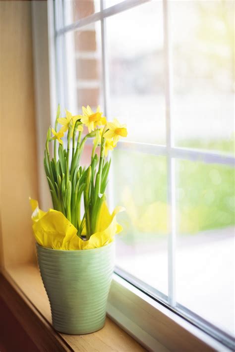 Free Images : nature, plant, flower, glass, meal, spring, lighting, daffodils, easter, yellow ...