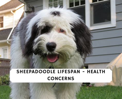 Sheepadoodle Lifespan: 4 Health Problems!