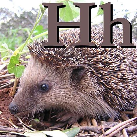 Wikijunior:Animal Alphabet/H - Wikibooks, open books for an open world