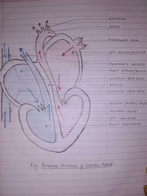 Heart Diagram for Biology Students