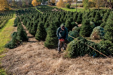 Why You Should Buy a Real Michigan Christmas Tree - Farm Flavor