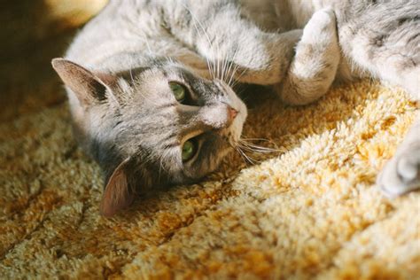 Kitty Love Hanging Out? Cat Trees with Hammocks: Both Big & Small