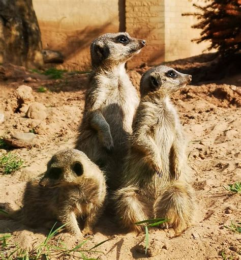 Blackpool Zoo welcomes government announcement - Visit Lancashire