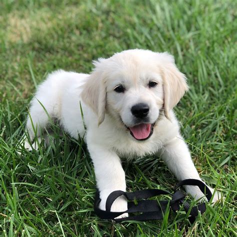 English Cream Golden Retriever Puppies For Sale In Ohio | Puppies Tips