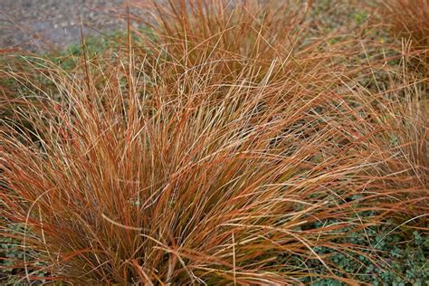 15 of the Best True Sedge Plant Varieties for the Home Garden