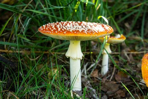 Red Mushroom on the · Free Stock Photo