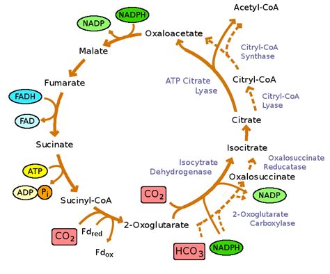 Site of Krebs’ cycle in mitochondria is(A) Outer membrane(B) Matrix(C ...