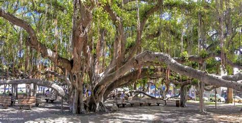 The historic banyan tree in Maui (+ update after the wildfires) | CosmopoliClan
