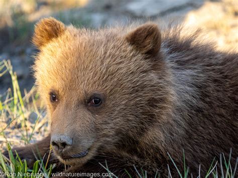 Grizzly Bear Cub | Lake Clark National Park, Alaska | Photos by Ron ...